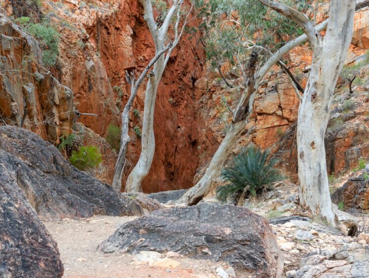 Trees growing in a rocky, arid canyon with red walls