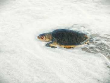 A sea turtle facing the shoreline amidst frothy ocean waves, embodying marine life beauty.