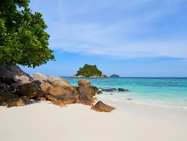 green tree and rocks near ocean