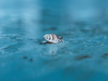 snail crawling on gray surface