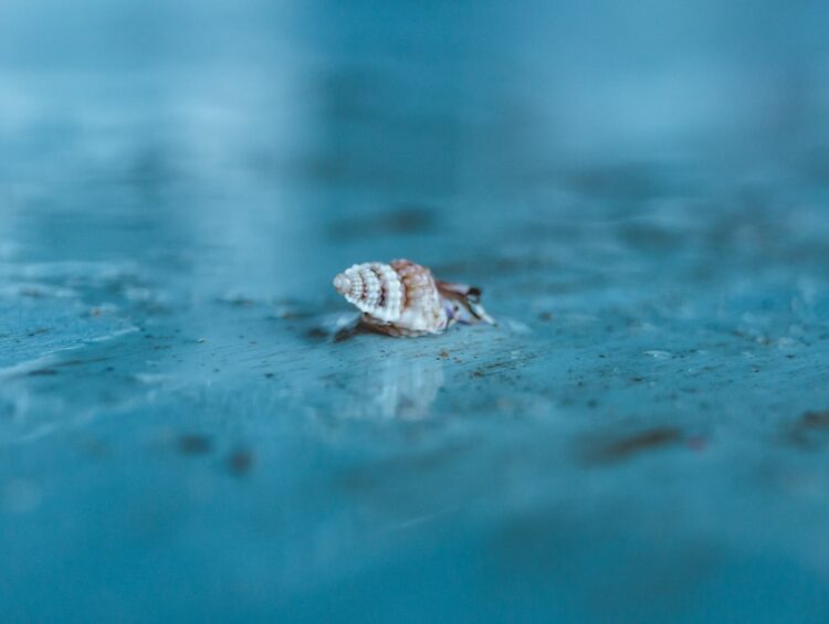 snail crawling on gray surface