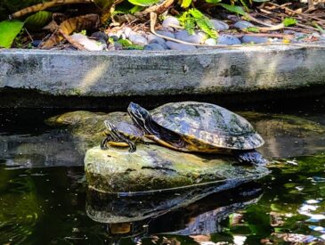 A turtle sitting on top of a rock in a pond