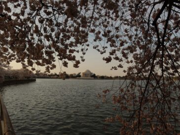 Cherry blossoms frame the jefferson memorial across a lake.