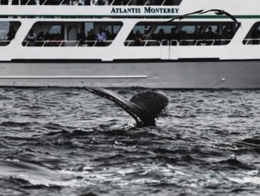 black and white whale on blue and white boat during daytime