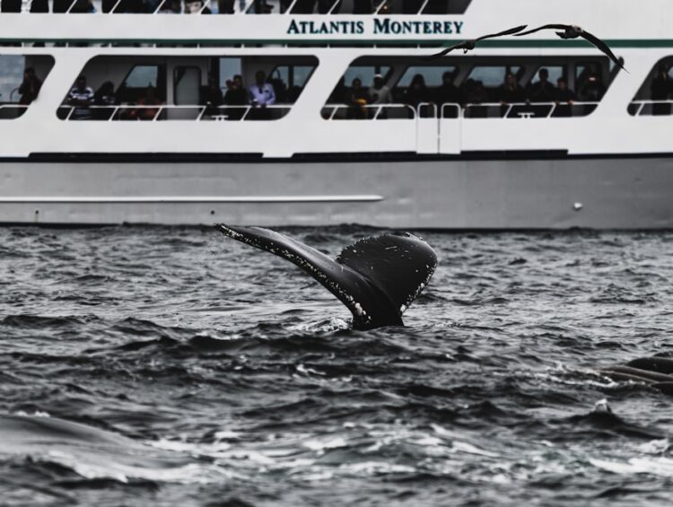 black and white whale on blue and white boat during daytime
