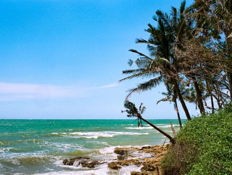 a view of the ocean with palm trees in the foreground