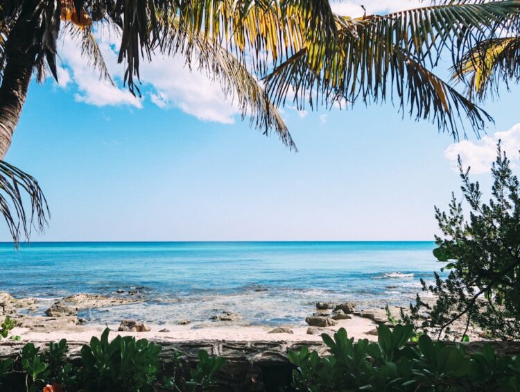 green palm trees near sea during daytime