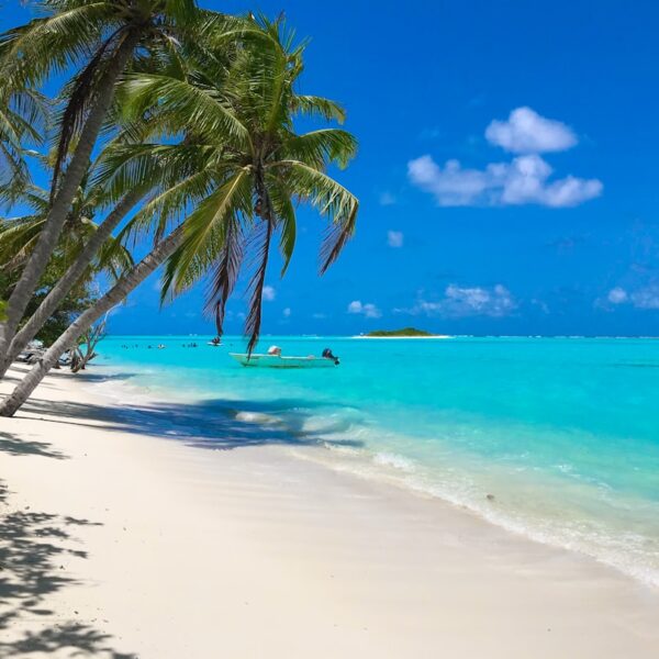 green palm tree on white sand beach during daytime